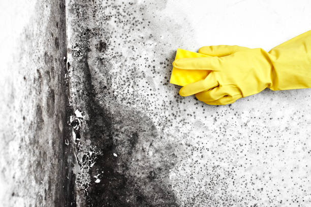 Best Office Mold Removal Services  in Waynesburg, OH