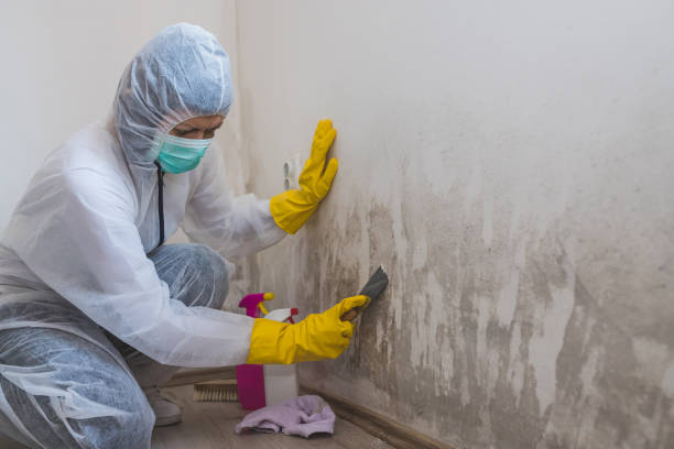 Best Mold Remediation  in Waynesburg, OH
