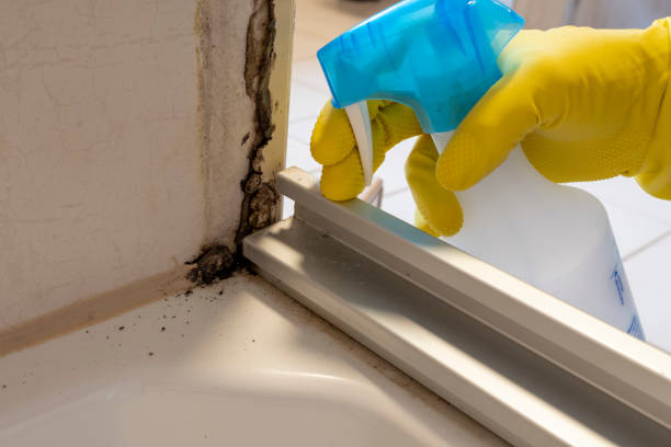 Best Mold Damage Repair  in Waynesburg, OH
