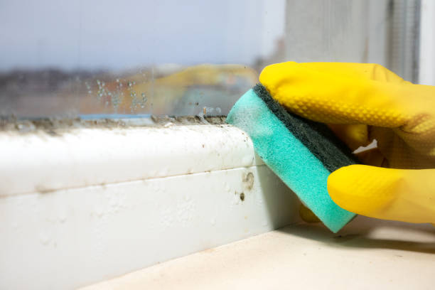 Best Fast Mold Removal  in Waynesburg, OH